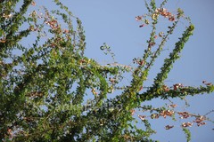 Pithecellobium dulce